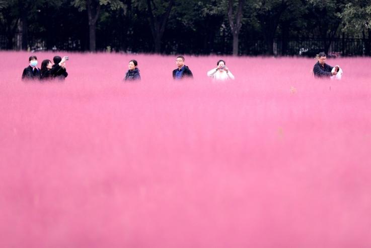 邂逅這片“粉霧?！?>
     <p>邂逅這片“粉霧?！?/p>
</a>
        </div>
    </div>
    <!--推薦圖集end-->
    <div   id=