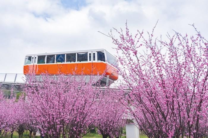 纜車穿梭“粉色花?！?宛若進入童話世界 